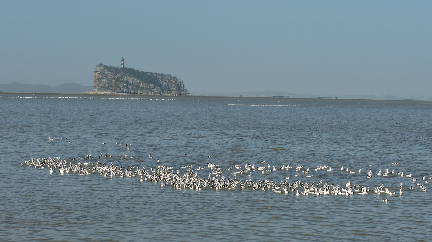 鄱阳湖多水域再现万鸟越冬奇观